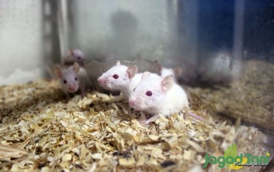 uploads/news/2020/02/raup-untung-dari-tikus-93963cdf7c2f939_400.JPG