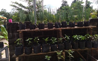 uploads/news/2020/02/sukses-bertanam-di-lahan-840457b896ade99_400.jpg