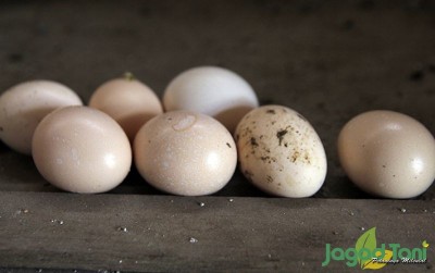 uploads/news/2020/02/telur-ayam-cemani-berwarna-77697653151440c_400.JPG