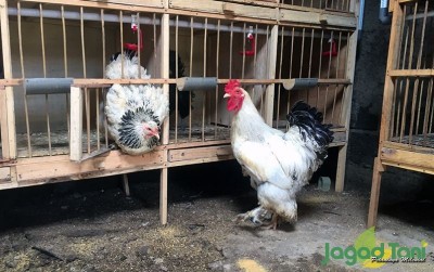 uploads/news/2020/02/terperangah-keindahan-ayam-brahma-7836540e18f71b5_400.jpeg