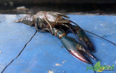 uploads/news/2020/02/untung-besar-lobster-air-69072d2c48e841a_400.jpeg