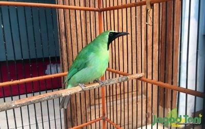 uploads/news/2020/03/agar-burung-cucak-ijo-49302563d531434_400.jpeg