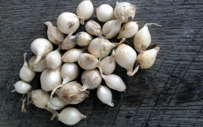 uploads/news/2020/03/bawang-putih-sebagai-anti-virus-50563674574167b_400.jpg