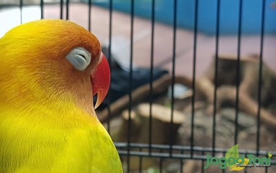 uploads/news/2020/03/bisnis-kicauan-lovebird-kontes-22958cf00dd1156_400.jpg