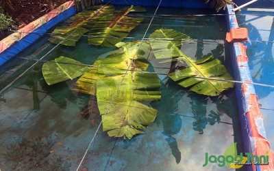 uploads/news/2020/03/daun-pisang-cegah-lele-876578ed98dc1b3_400.jpeg