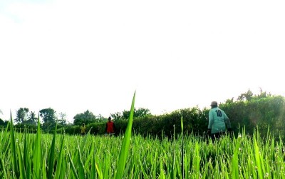 uploads/news/2020/03/e-bilaperdu-aplikasi-solusi-pertanian-700545ff851841b_400.jpg