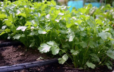 uploads/news/2020/03/isi-waktu-berkebun-selama-50868d60eb95e42_400.jpg