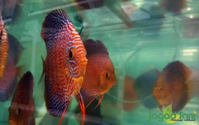 uploads/news/2020/03/kan-discus-si-pipih-7868815091e2b17_400.jpeg