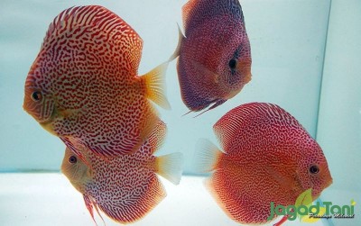 uploads/news/2020/03/kenali-penyebab-gagalnya-indukan-62936c9e6575005_400.jpg