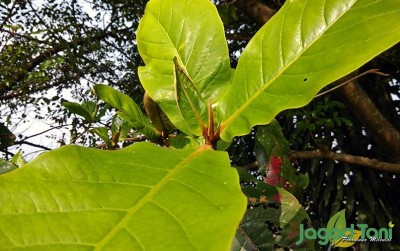 uploads/news/2020/03/manfaat-daun-ketapang-untuk-638049796d1dfef_400.jpg