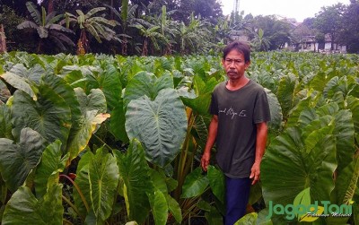 uploads/news/2020/03/menanam-talas-di-lahan-567868bcb5dc759_400.jpg