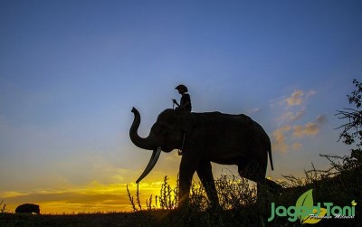 uploads/news/2020/03/menengok-rumah-gajah-sumatera-7578952d797d432_400.JPG