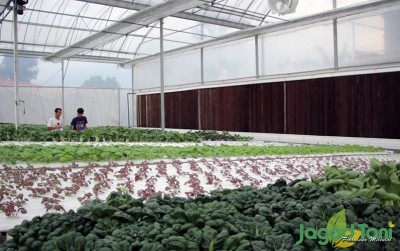 uploads/news/2020/03/meningkatnya-permintaan-sayur-mayur-11456b41ea45846_400.jpg