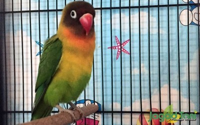 uploads/news/2020/03/merawat-love-bird-untuk-3269542f4faca3e_400.JPG