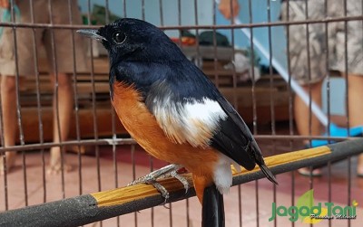uploads/news/2020/03/murai-batu-si-burung-87957160df58114_400.jpg