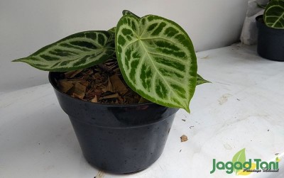 uploads/news/2020/03/naik-daun-philodendron-dan-51481456503bc19_400.jpg