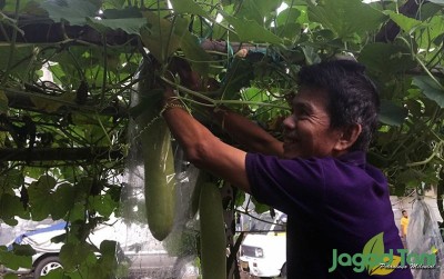 uploads/news/2020/03/panen-labu-air-di-9370989461e0f05_400.jpeg