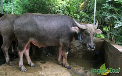 uploads/news/2020/03/peluang-usaha-ternak-sapi-55583dc699e9605_400.JPG