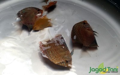 uploads/news/2020/03/pembesaran-ikan-discus-di-98356311920cadc_400.jpg
