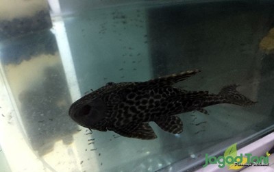 uploads/news/2020/03/sapu-sapu-sang-pembersih-kolam-7087641efbd7c8b_400.jpeg