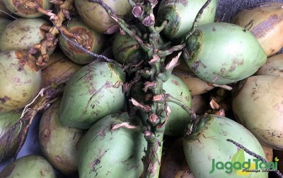 uploads/news/2020/04/air-kelapa-tingkatkan-imunitas-810415c3369a023_400.jpeg