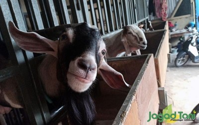 uploads/news/2020/04/alasan-hewan-ruminansia-selalu-53019f6e500ccf5_400.jpeg