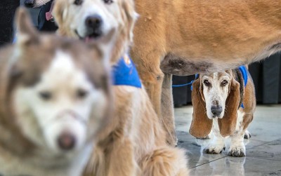 uploads/news/2020/04/anjing-liar-disebut-penyebar-52620113cbcdebc_400.jpg