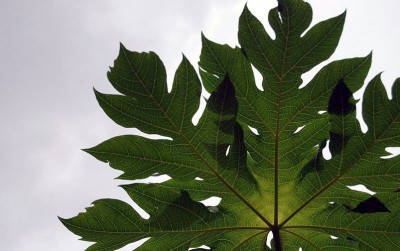 uploads/news/2020/04/bertahan-hidup-dengan-daun-98968474cf50f71_400.jpg
