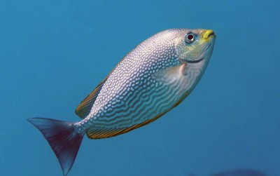 uploads/news/2020/04/boosting-stunting-dari-ikan-23095135b9a520d_400.jpg