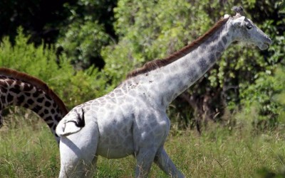 uploads/news/2020/04/matinya-hewan-terlangka-jerapah-93009aaf4057f61_400.jpg