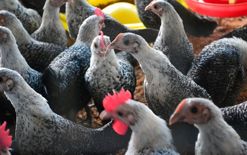 uploads/news/2020/04/mengenal-ayam-sembawa-yang-2465455bea91028.JPG