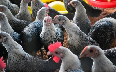 uploads/news/2020/04/mengenal-ayam-sembawa-yang-2465455bea91028_400.JPG