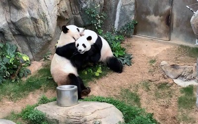 uploads/news/2020/04/panda-kawin-alami-saat-564977f2d054186_400.jpg