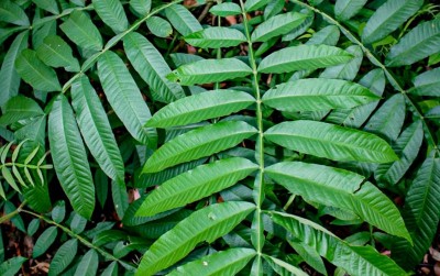 uploads/news/2020/04/potensi-daun-sungkai-sembuhkan-8002312af385c09_400.jpeg
