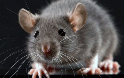 uploads/news/2020/04/tikus-berkeliaran-saat-pandemi-76367dd22113dc9_400.jpg