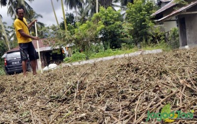uploads/news/2020/04/untung-besar-budidaya-nilam-27445d3c068dafa_400.JPG