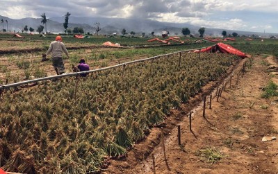 uploads/news/2020/05/bima-gelar-panen-raya-89959d596694b1c_400.jpg