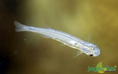 uploads/news/2020/05/candiru-ikan-berbahaya-dari-195711bfc25498d_400.png