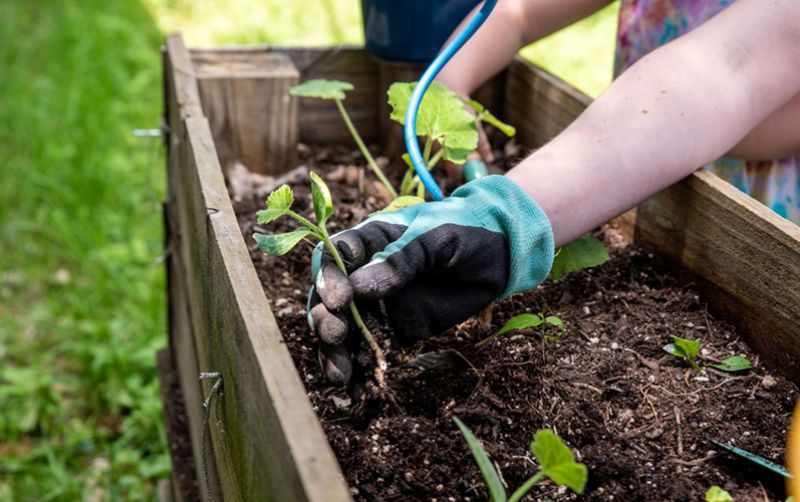 uploads/news/2020/05/manfaatkan-wfh-untuk-berkebun-84897fdb13b67f9.jpg