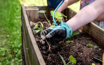 uploads/news/2020/05/manfaatkan-wfh-untuk-berkebun-84897fdb13b67f9_400.jpg