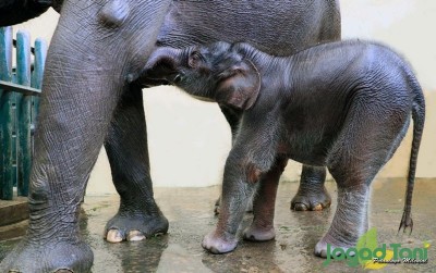 uploads/news/2020/05/mengenal-bayi-gajah-bernama-70839452c0617df_400.jpg