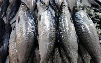 uploads/news/2020/05/paket-ikan-sehat-dari-4817688e03c8986_400.jpg