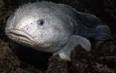 uploads/news/2020/05/si-blobfish-yang-tidak-82356e67caffcfe_400.jpg