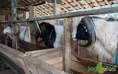 uploads/news/2020/06/arsitek-sukses-menjadi-peternak-12224d48485bc68_400.jpg