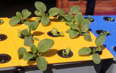 uploads/news/2020/06/berkebun-di-rumah-selama-86660540e64105e_400.jpeg