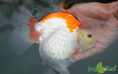 uploads/news/2020/06/breeding-mas-koki-bagi-92148510d98ae71_400.JPG