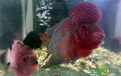 uploads/news/2020/06/flowerhorn-si-jenong-yang-3562331aac9620c_400.jpeg