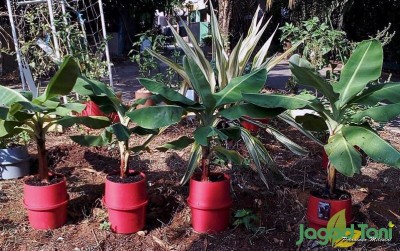 uploads/news/2020/06/hydroclay-pot-solusi-efektif-863590614d0c117_400.jpg