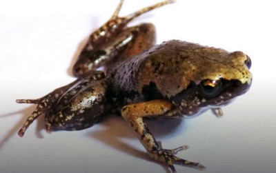 uploads/news/2020/06/katak-mini-baru-dari-3100061b2dd1210_400.jpg
