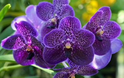 uploads/news/2020/06/kembangkan-anggrek-vanda-demi-12950c6a5ca6969_400.jpg